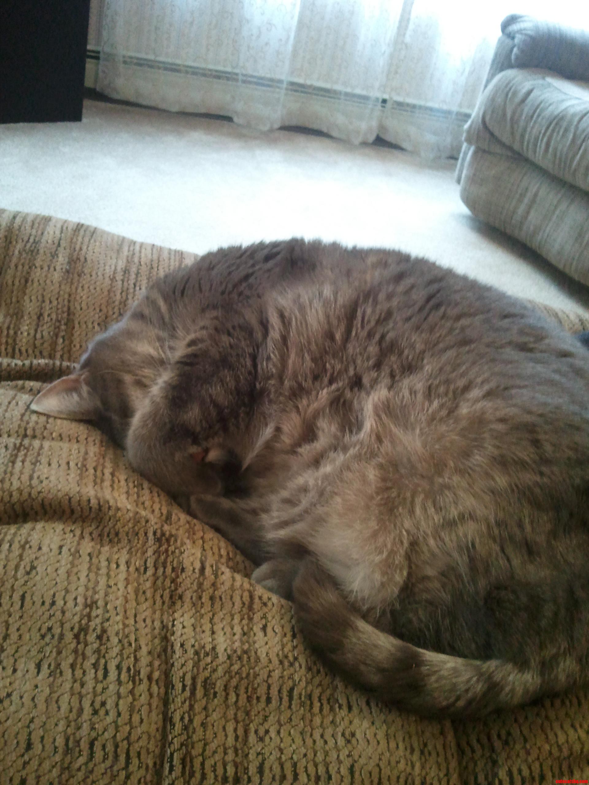 My Cat Likes to Play Peekaboo