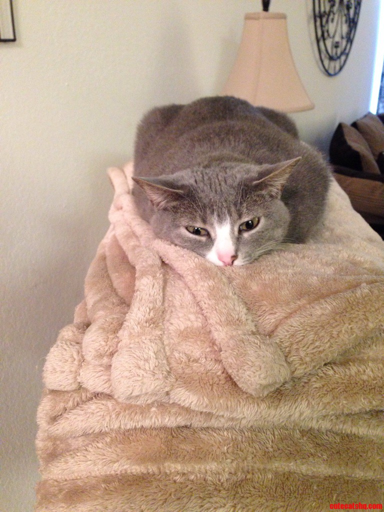 My Cat Looking Like a Hungry Hungry Hippo.