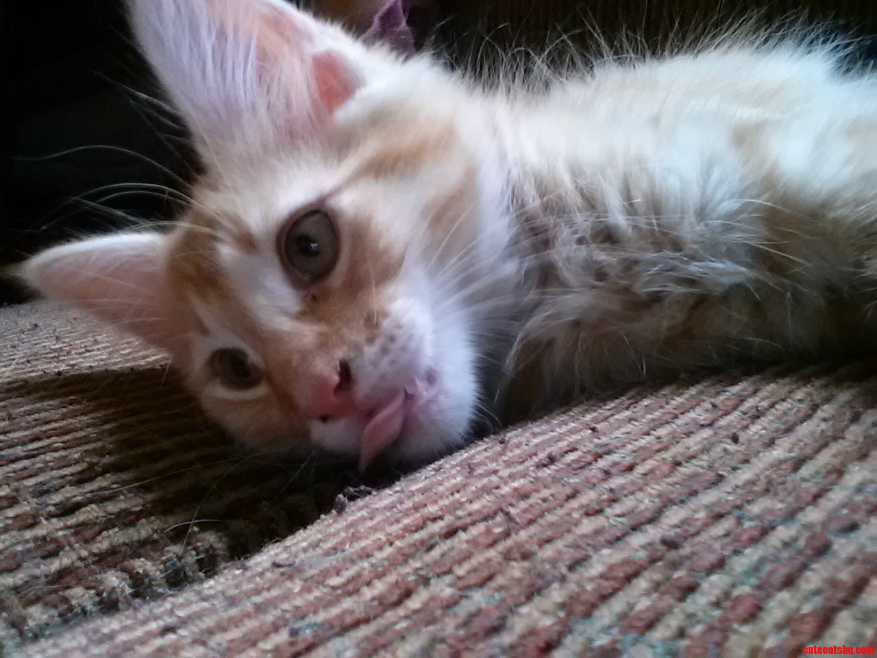 My Cat Loves to Make This Face.