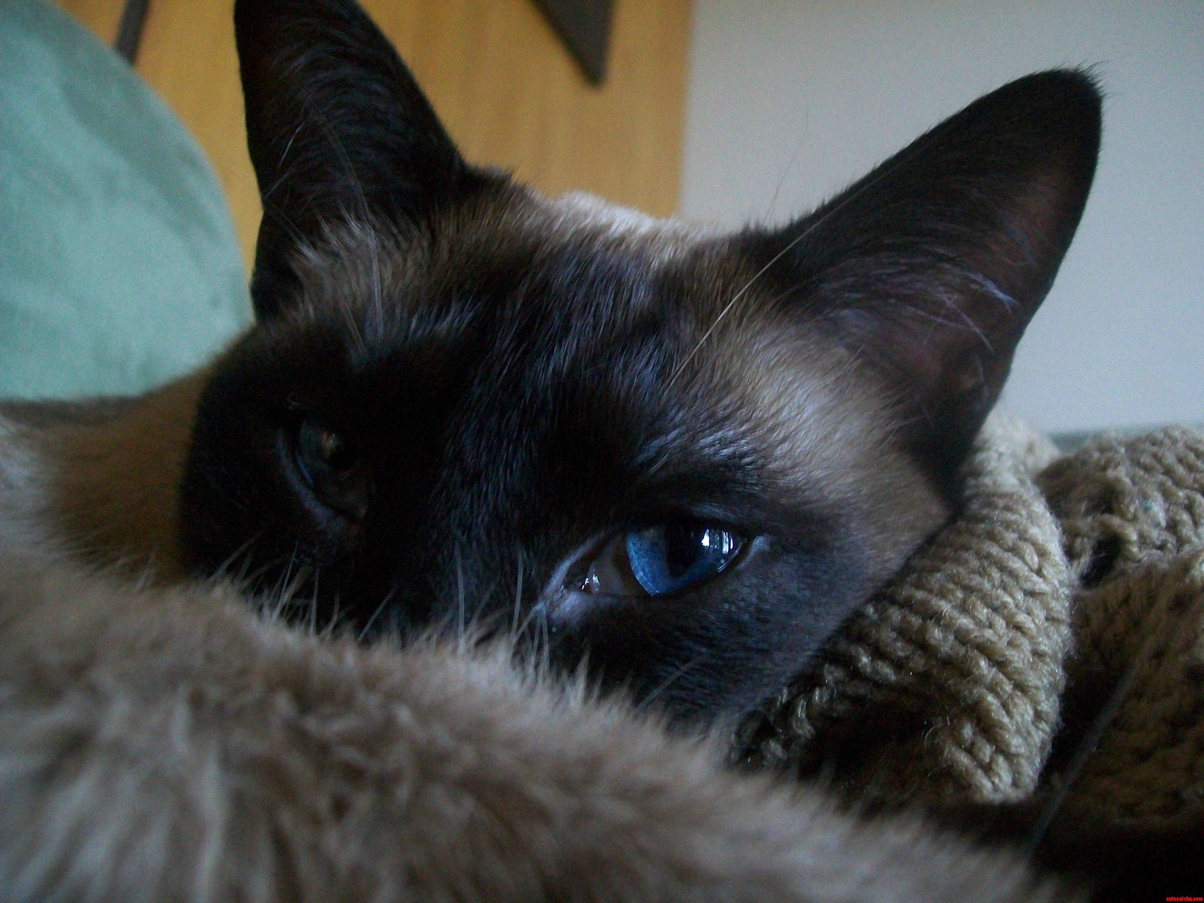 My Cat Magnus Has Crazy Blue Eyes