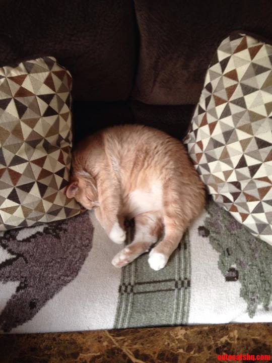 My Cat Rocky Is a 20 Lbs. Manx