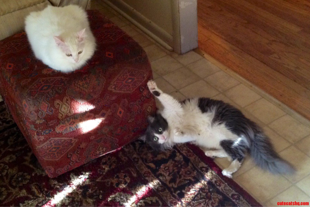 My Cat Showing Whos Boss.