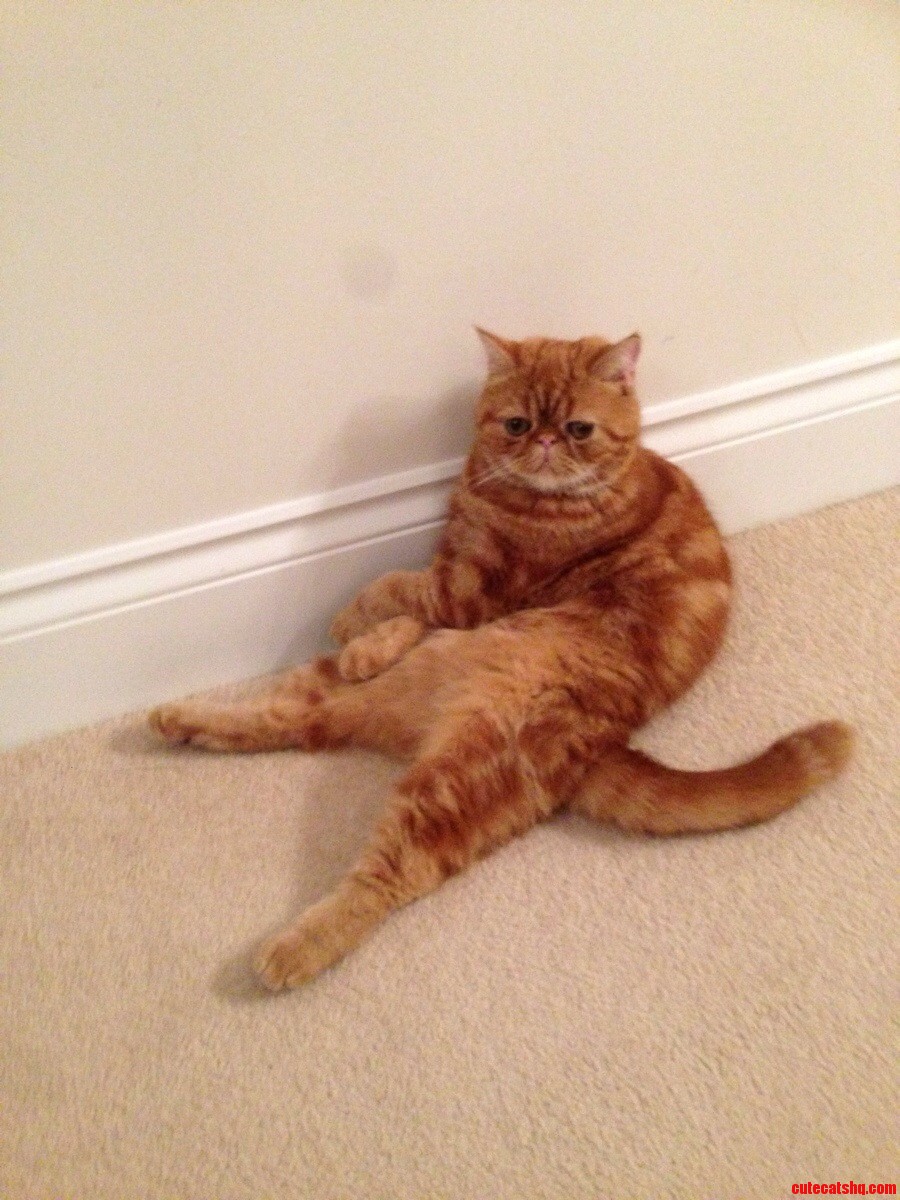 My Cat Sitting Like a Boss