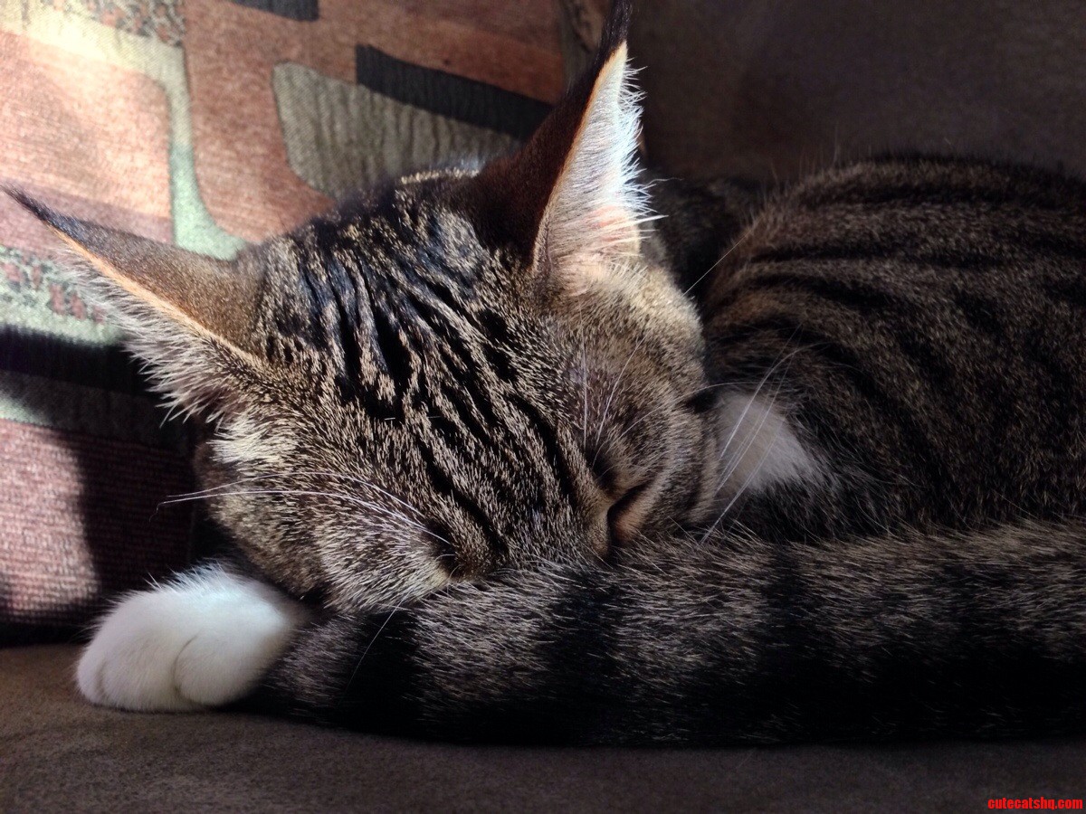 My Cat Tipsy Always Sleeps Like This. Tipsy Because She Falls of Things Like Shes Drunk.