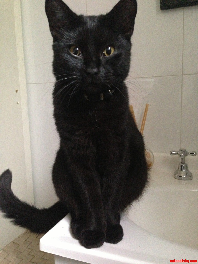 My Cat Trying to Mind Control Me to Poop Faster