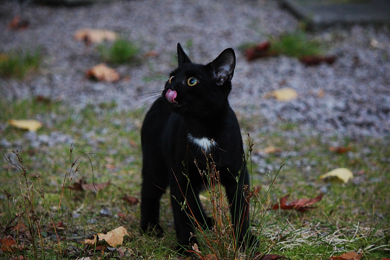My Derpy Kitten