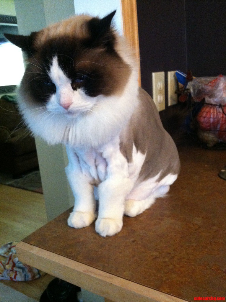 My Friend Shaved His Cat Catzilla Like a Lion.