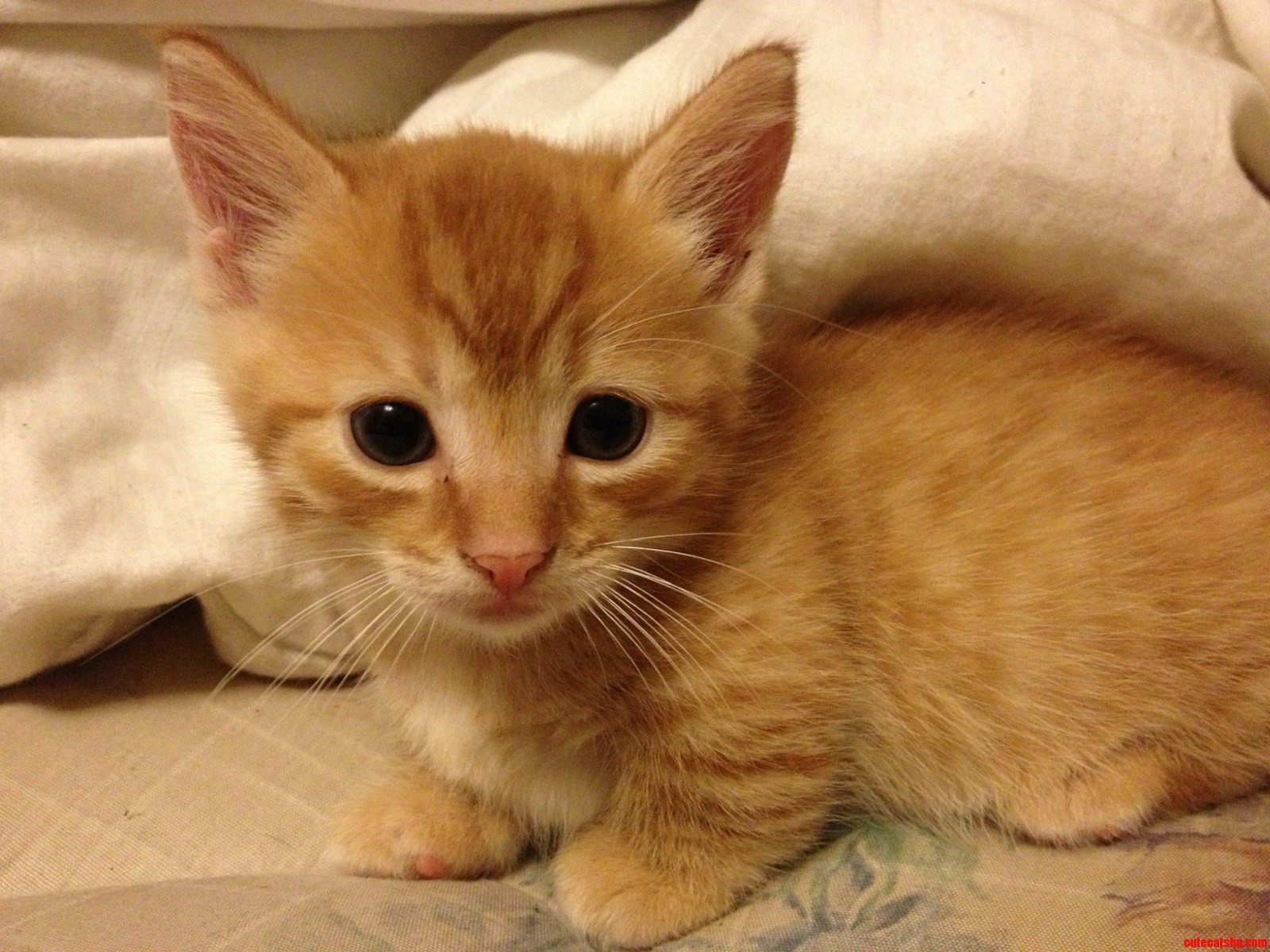 My Friends Napoleon Kitty