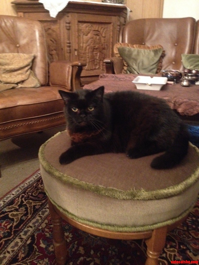My Friends Very Nice and Friendly Cat
