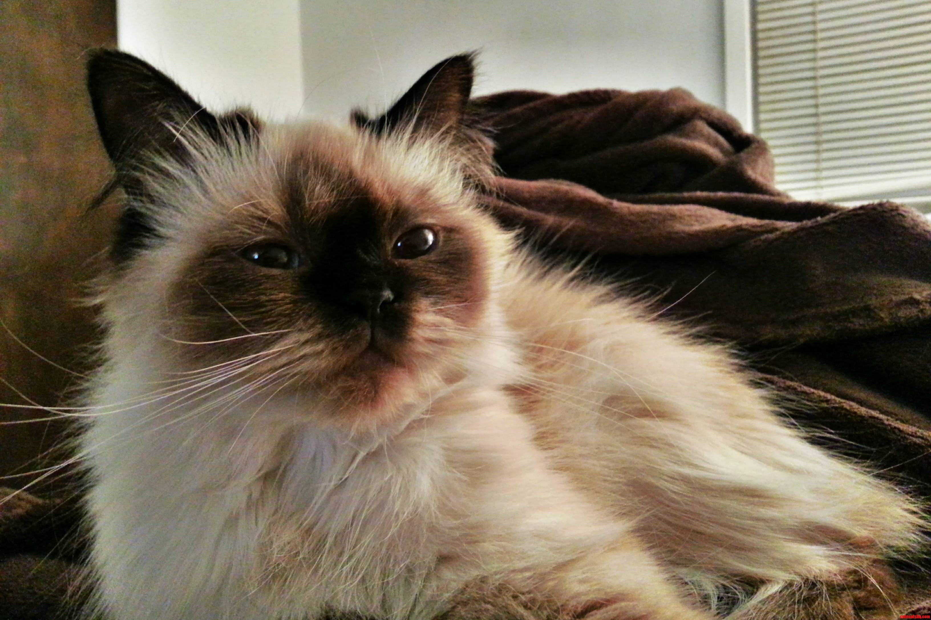 My Himalayan Ball of Joy Katerina