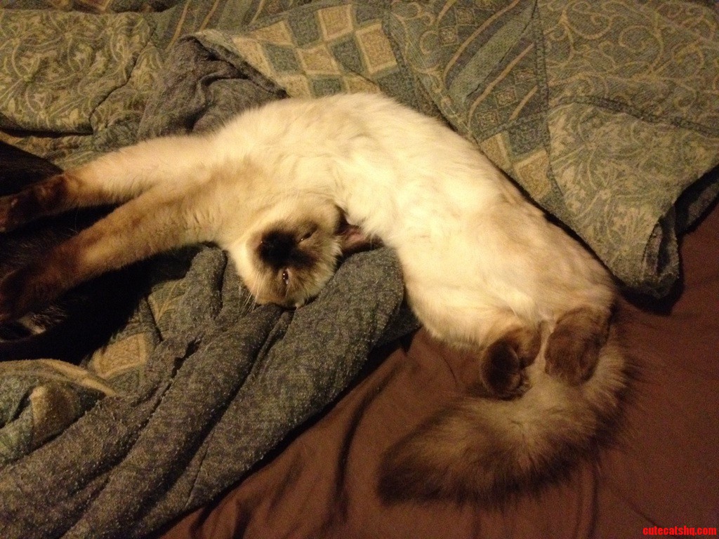 My Kitten Getting Comfy