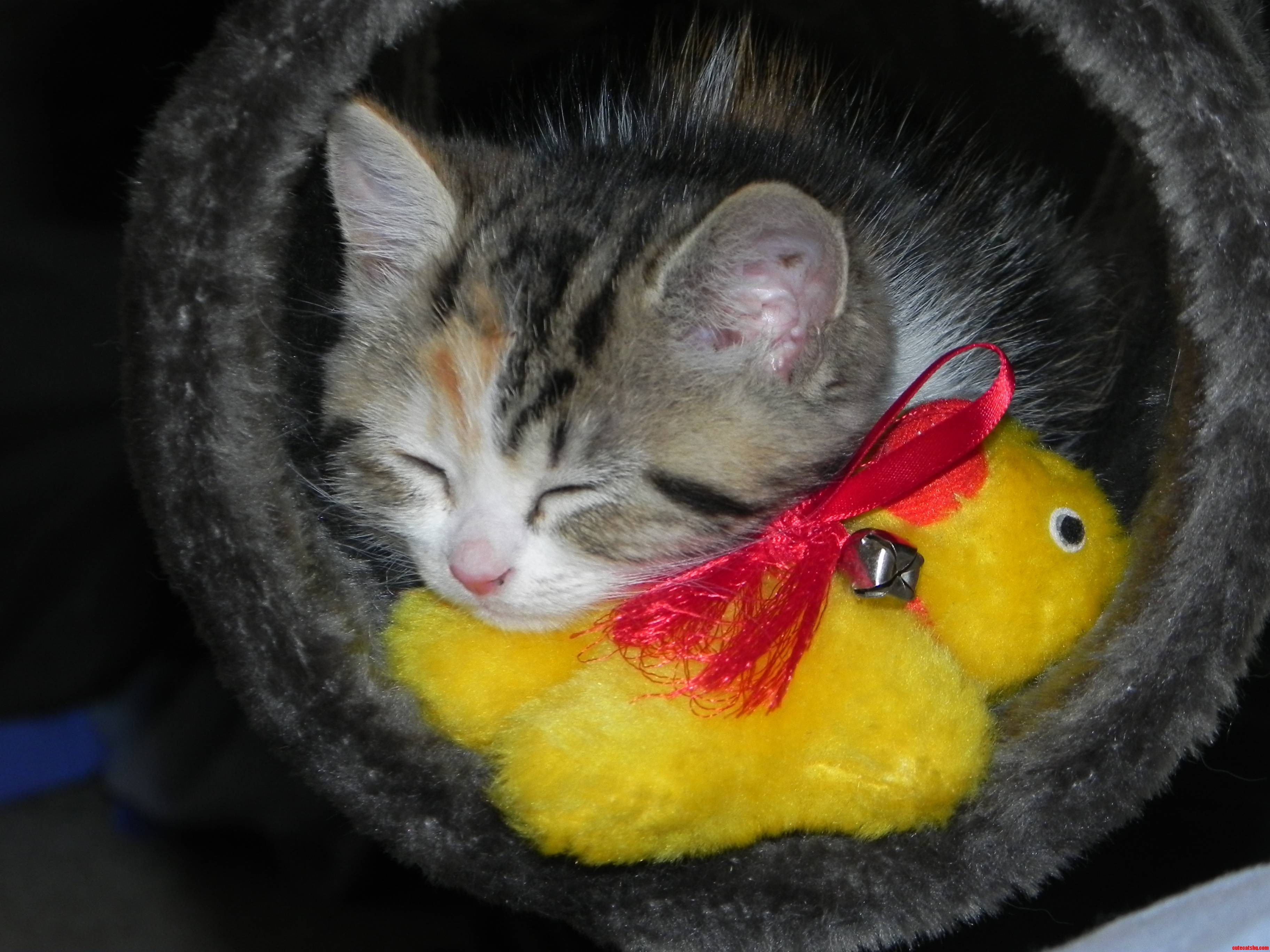 My Kitten Matisse Loves Her Ducky