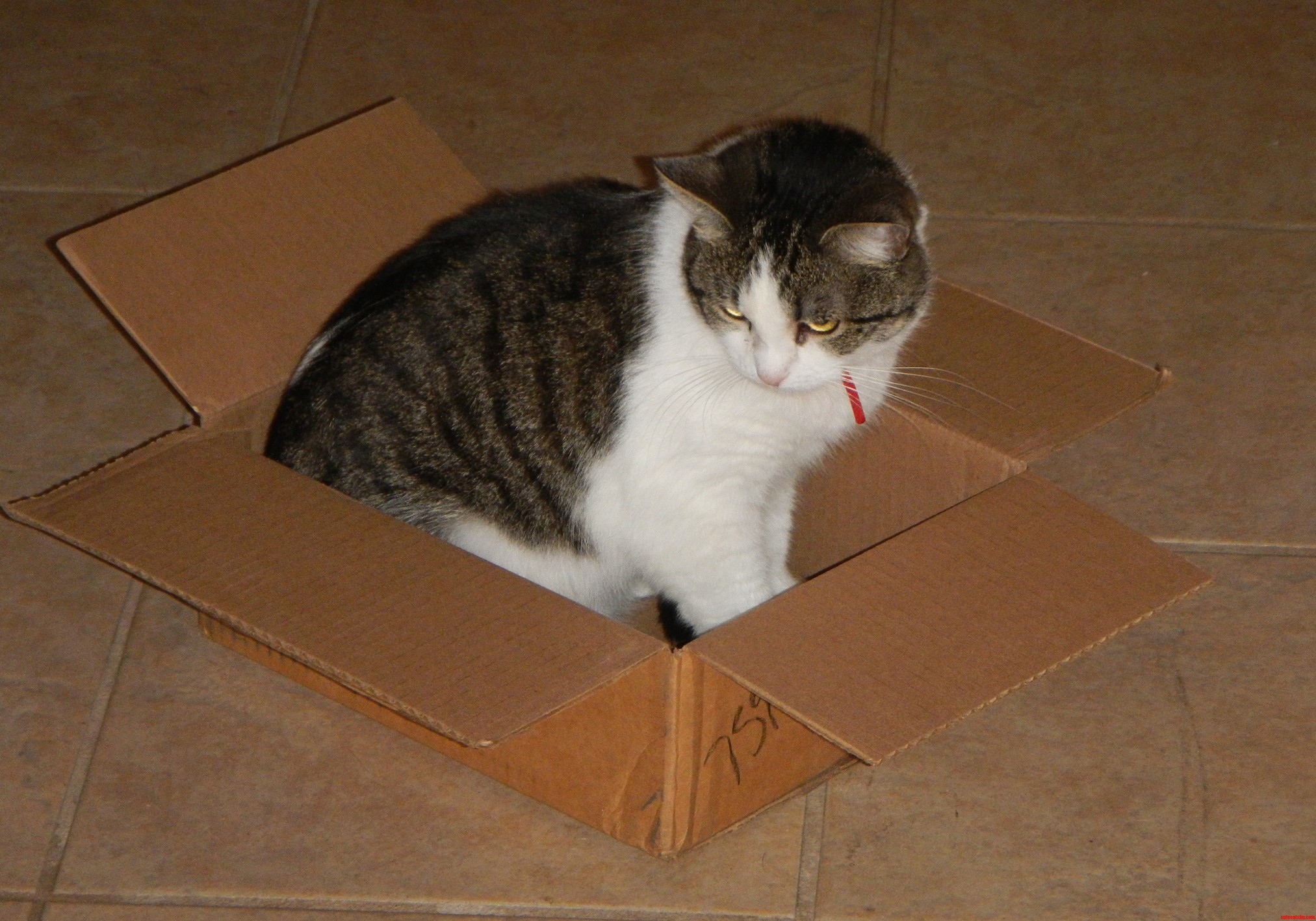 My Little One Seems to Enjoy Living in Her Cardboard Habitat.