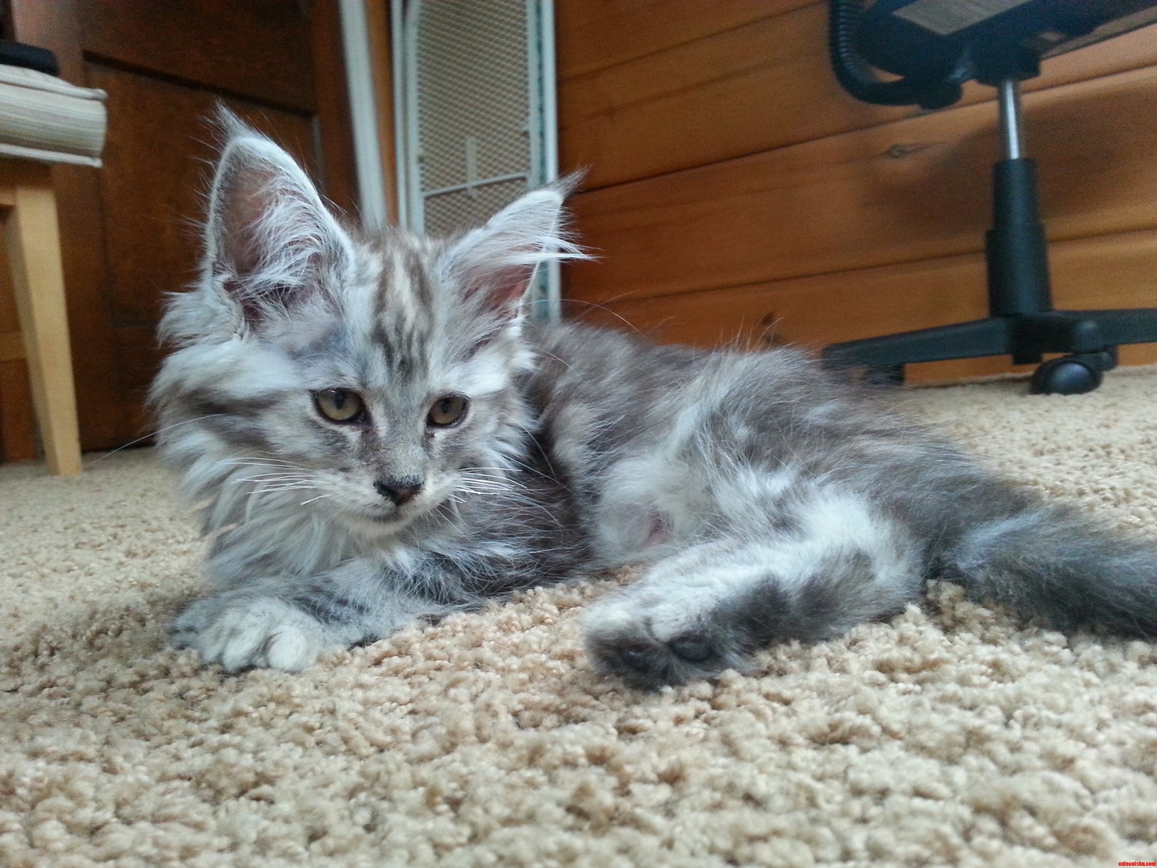 My Maine Coon Ari Lounging.