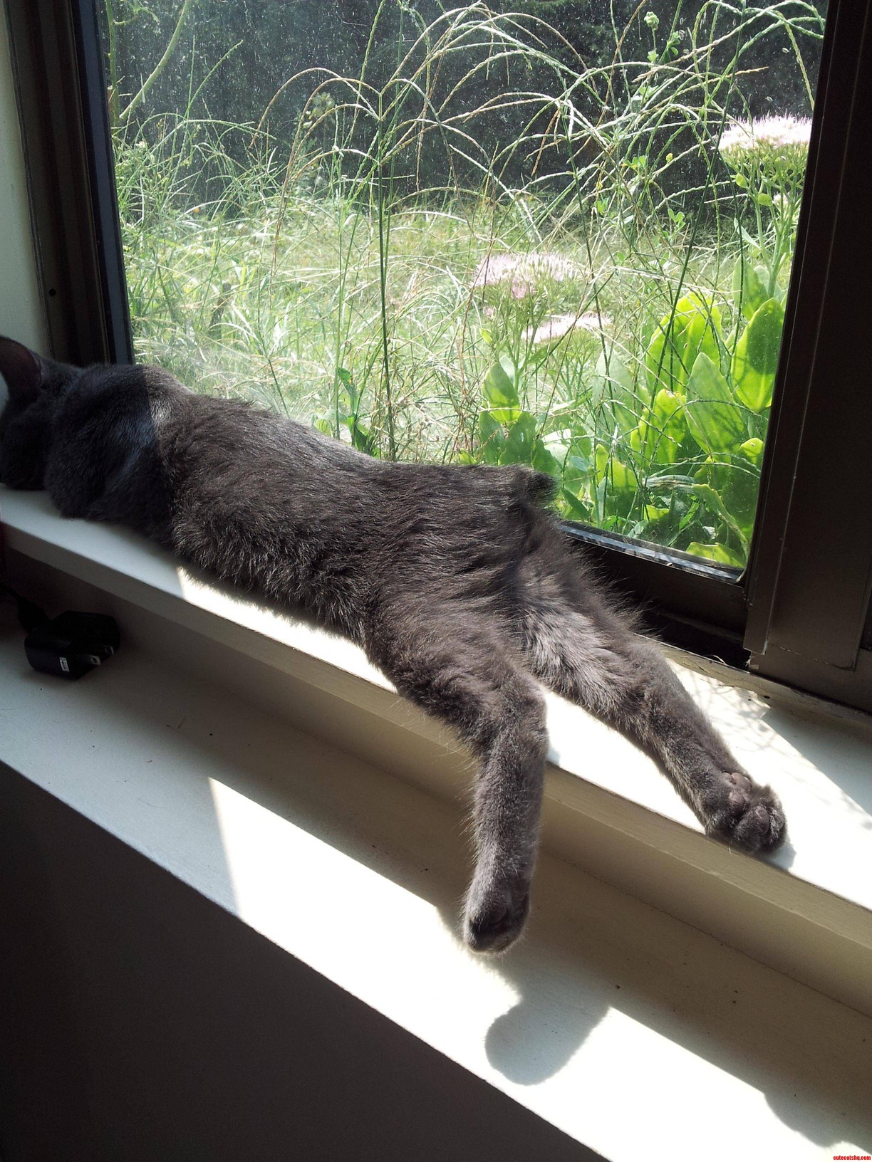 My Manx Kitten Look at Those Looong Legs