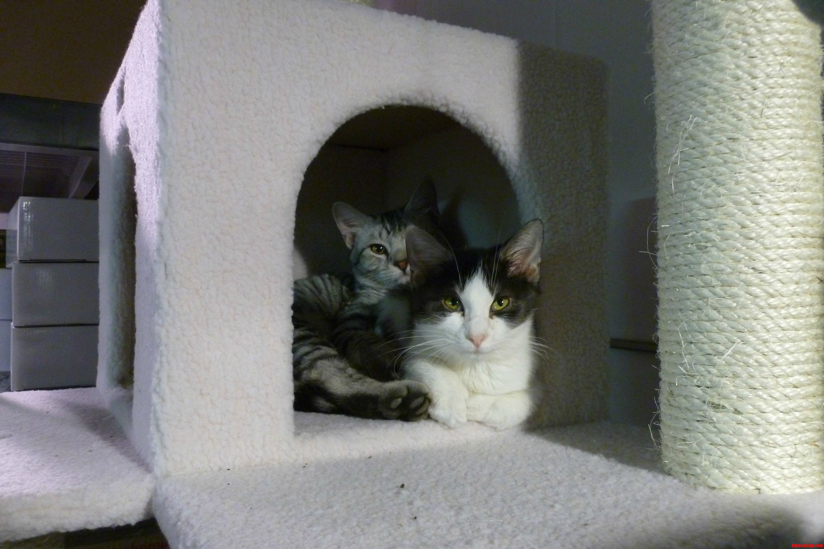 My New Kittens Tig and Tip
