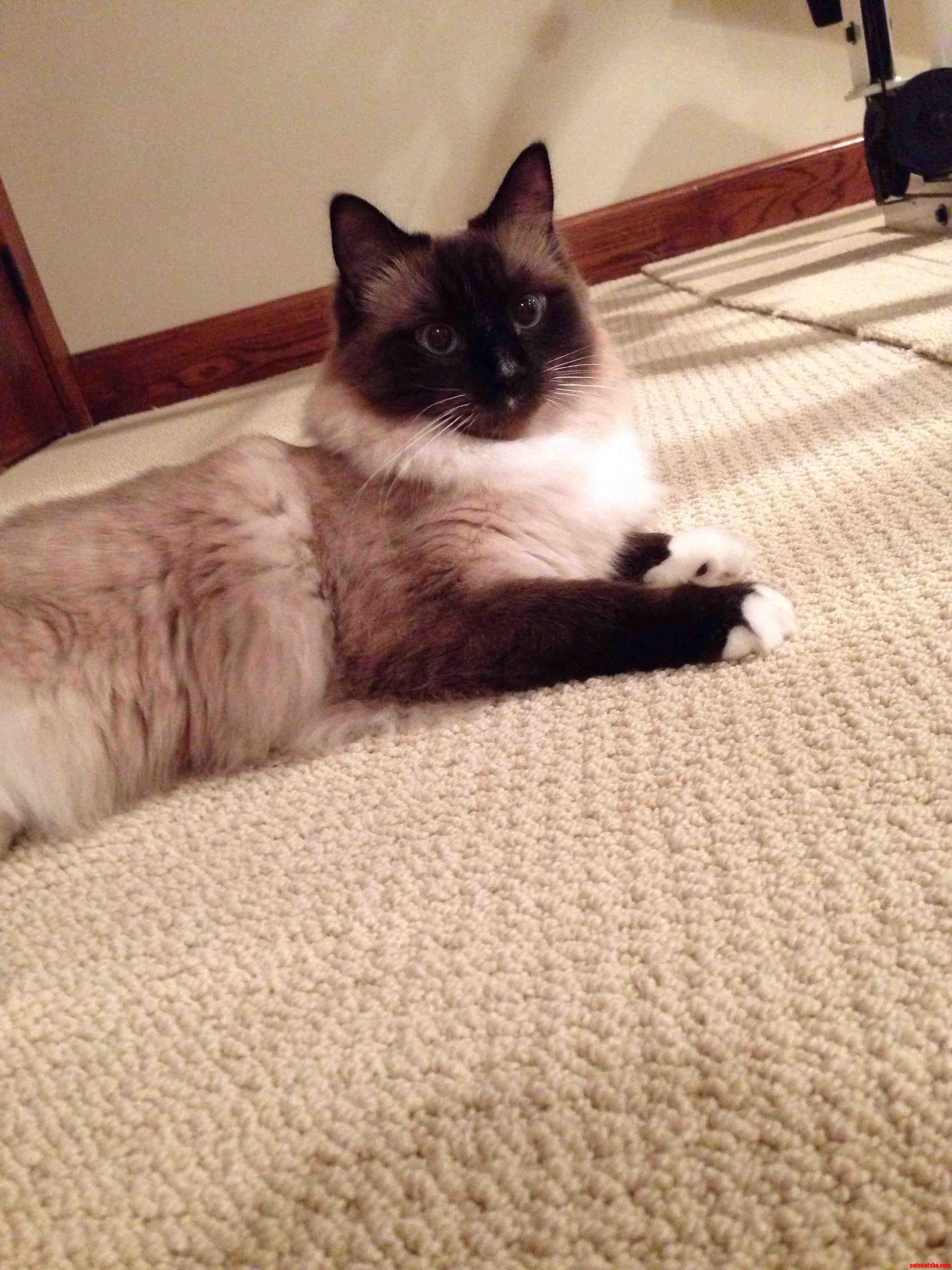 My Ragdoll Clyde Is the Best.