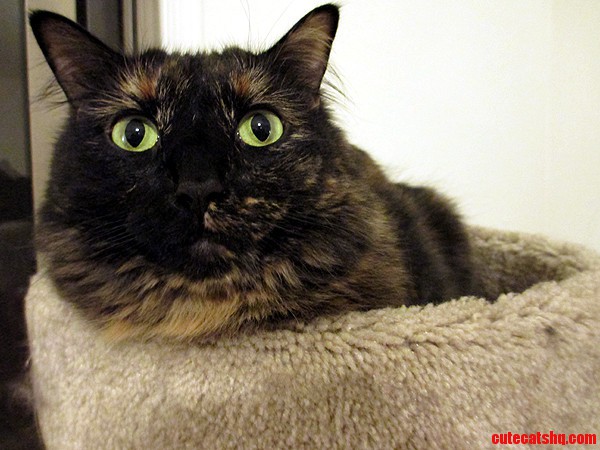 My Sassy Tortie