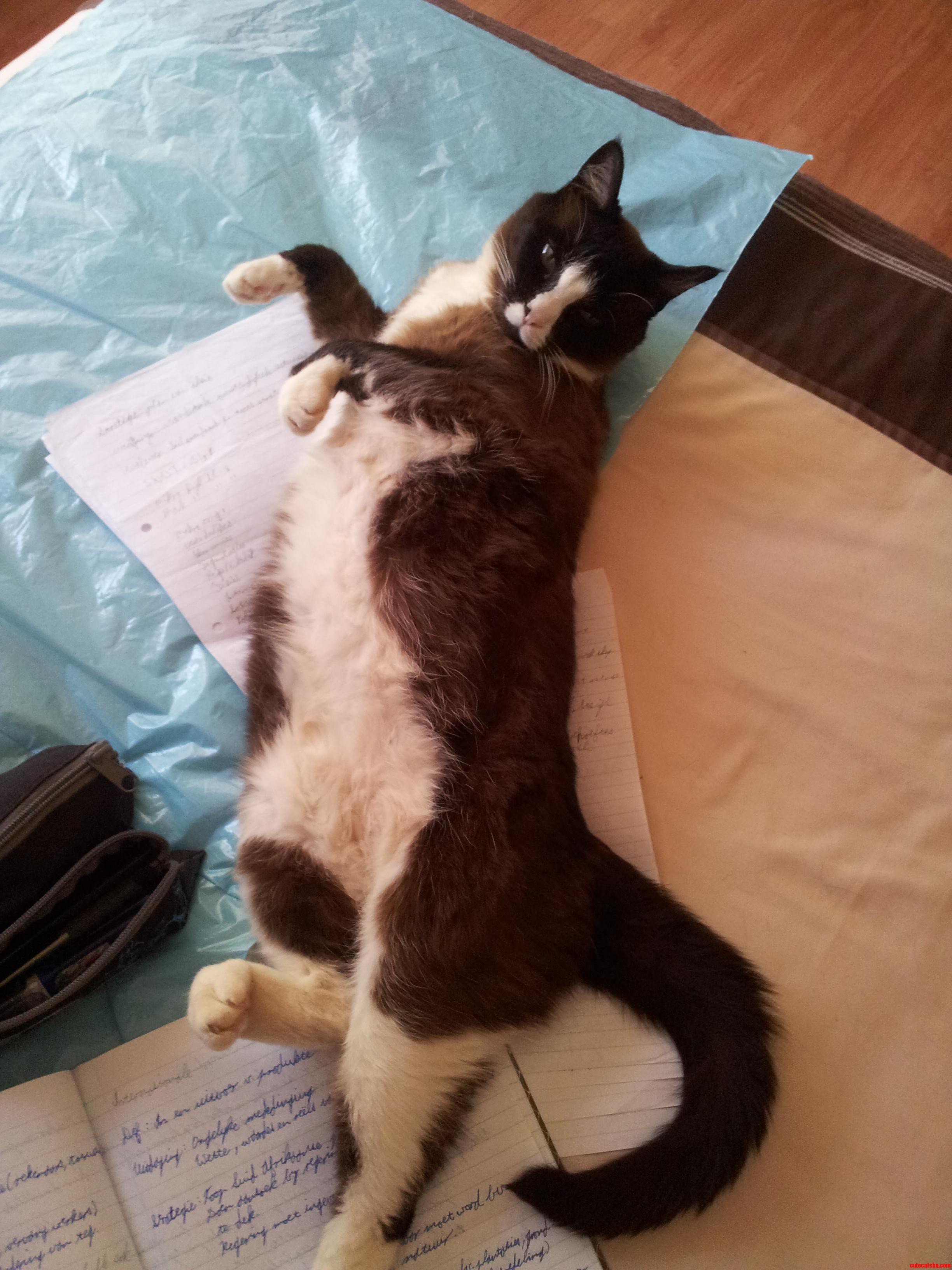My Study Buddy