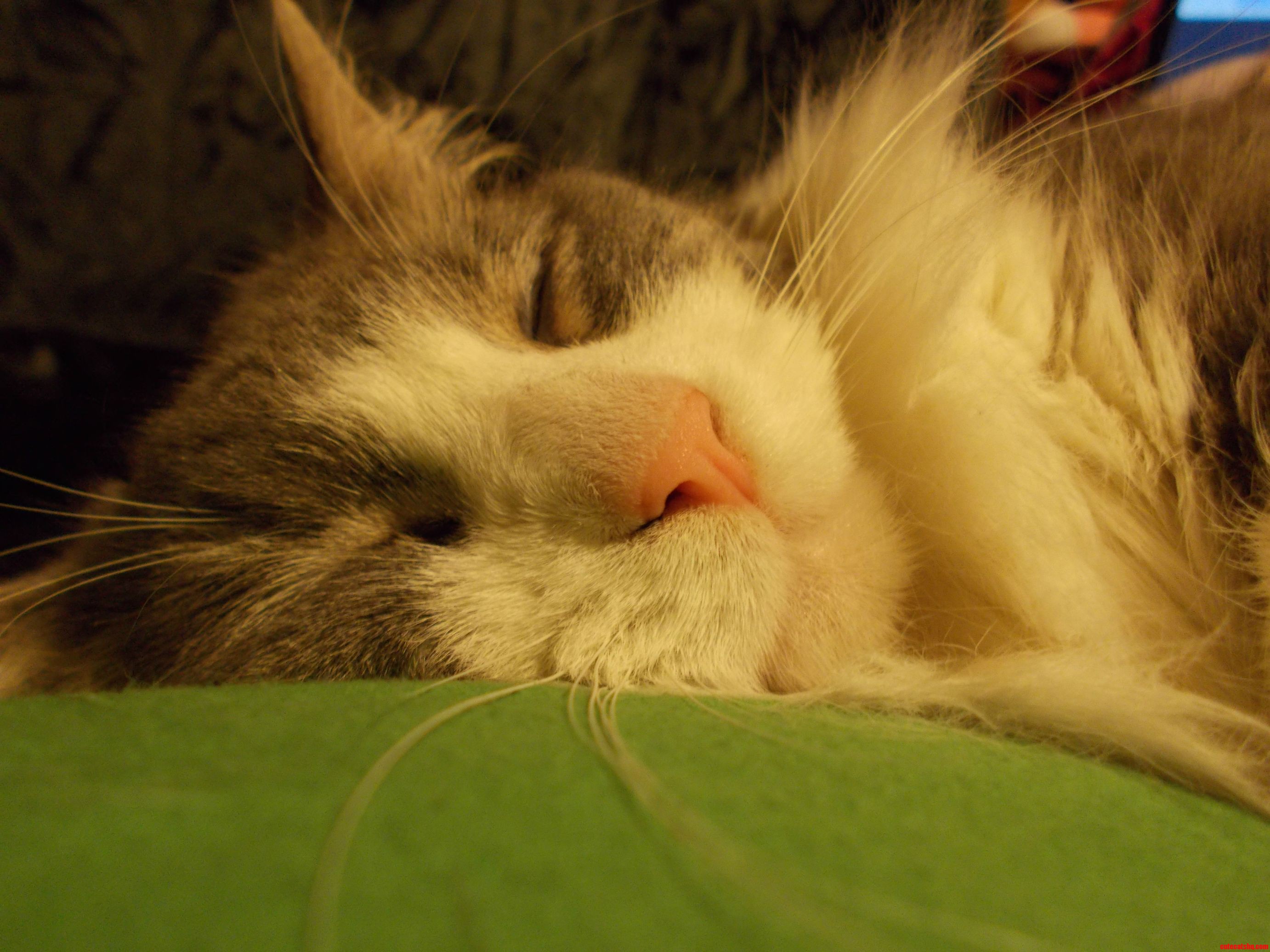 Nap Time for Wendy.