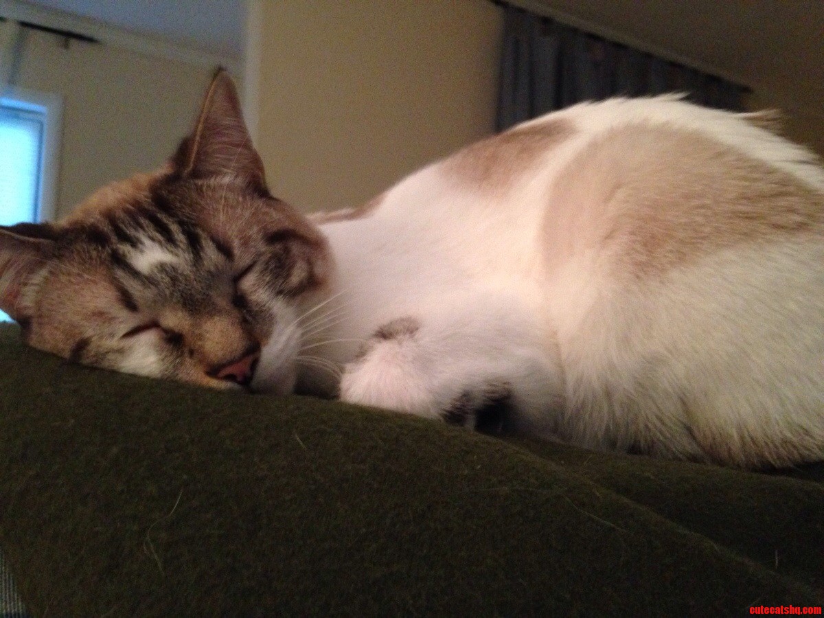Noodle Hates Mondays
