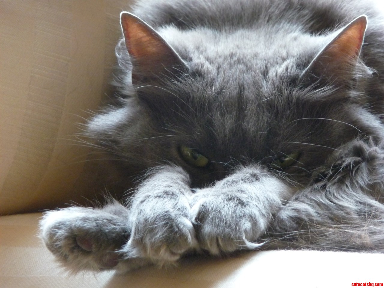 Not Amused