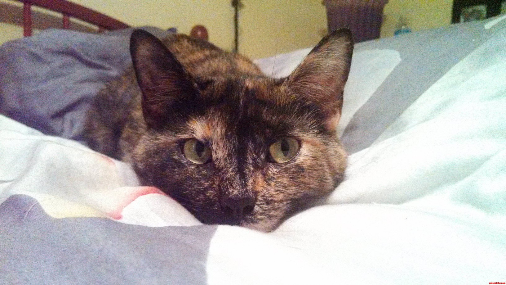 Not the Nicest Cat Learning to Live with a Friend Help.