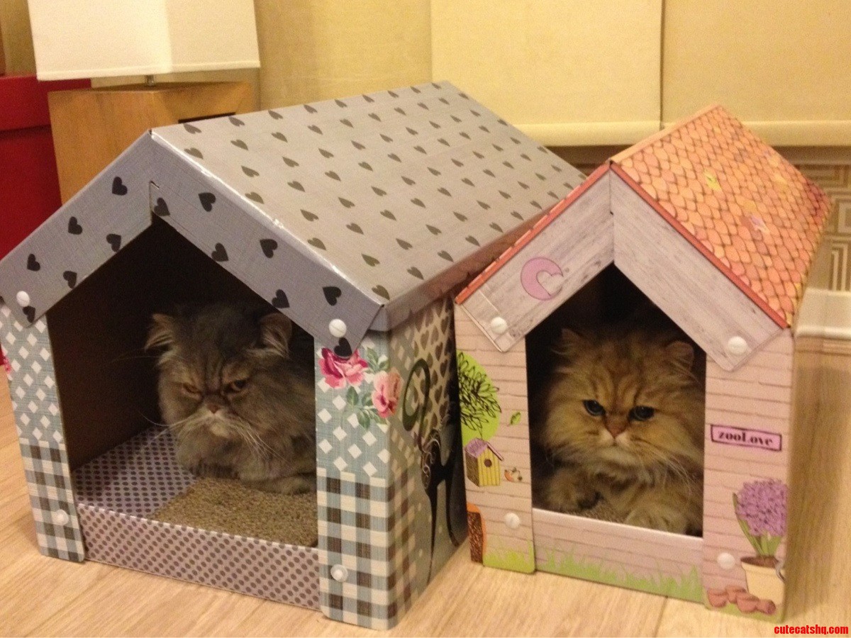 Not Too Sure About the Neighbour.