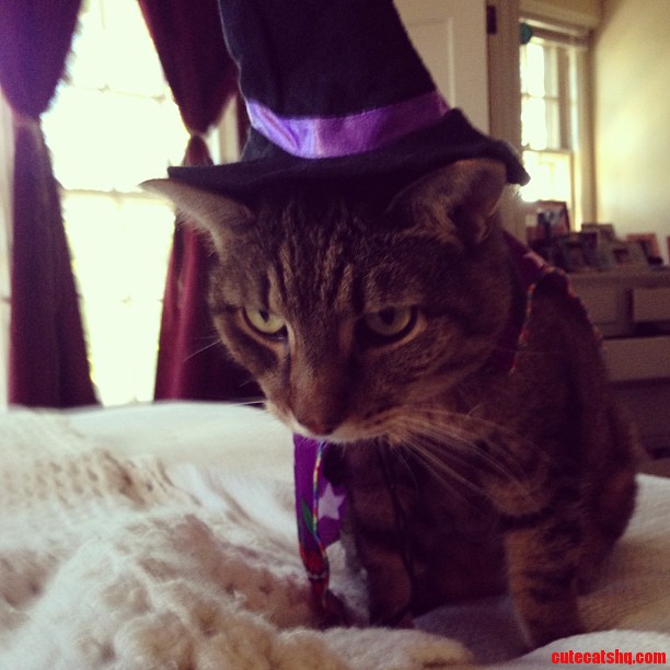 Not. Amused.