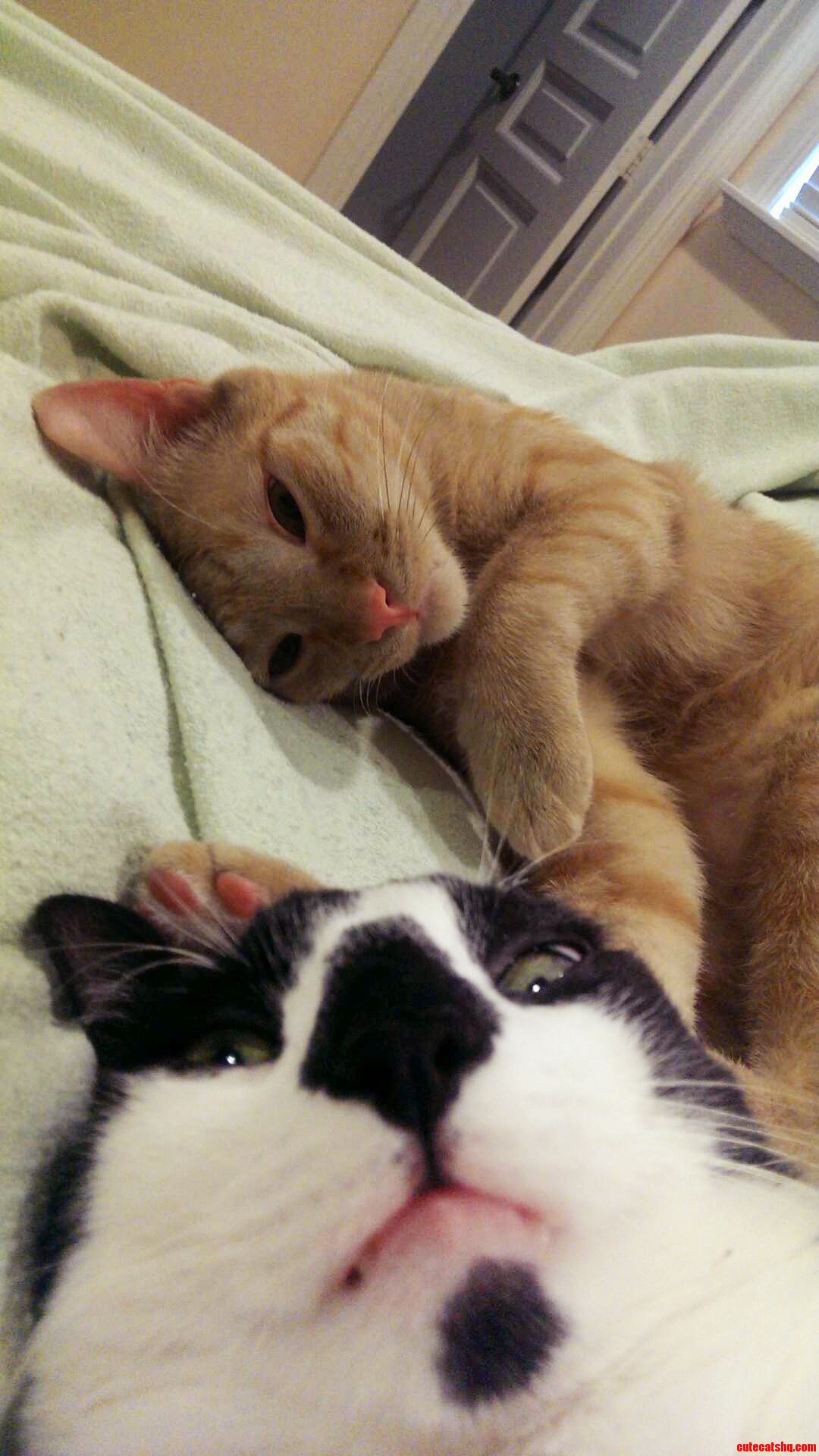 One of My Cats Is a Charmer