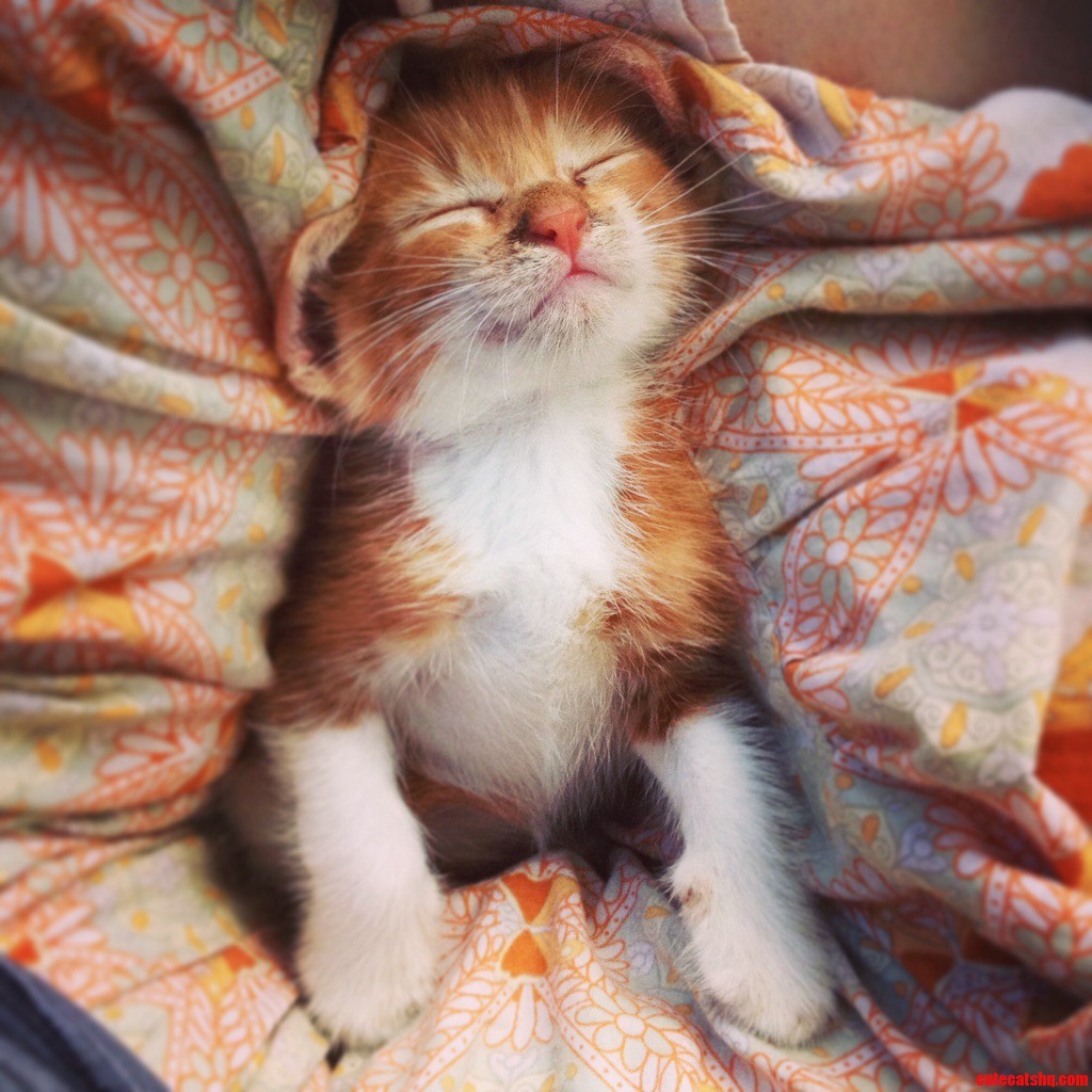 One of the Three Kittens Im Fostering for the Spca I Dont Know How I Ll Give Them Up