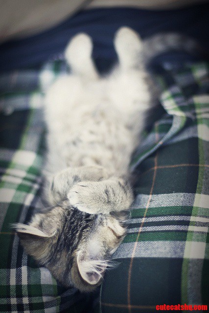 Peekaboo