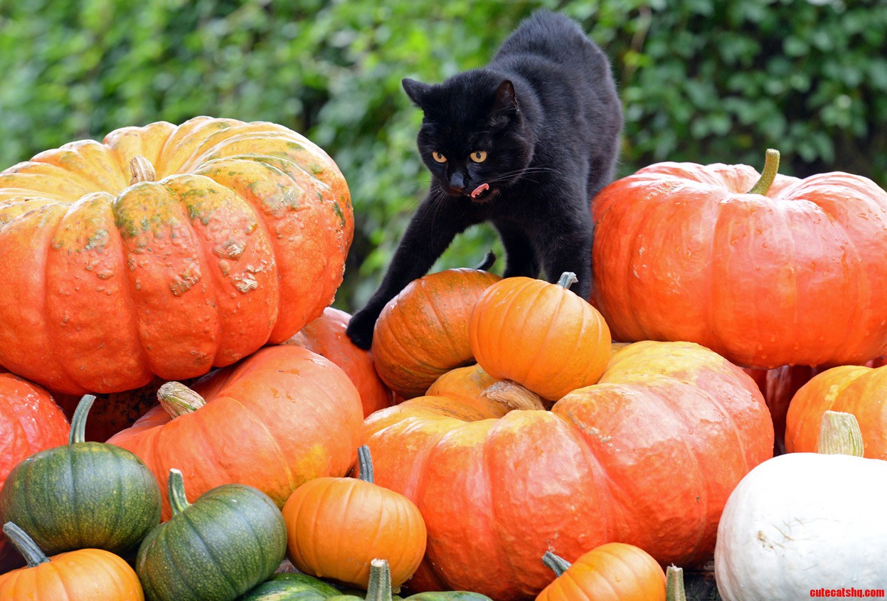 Pumpkins Yummy