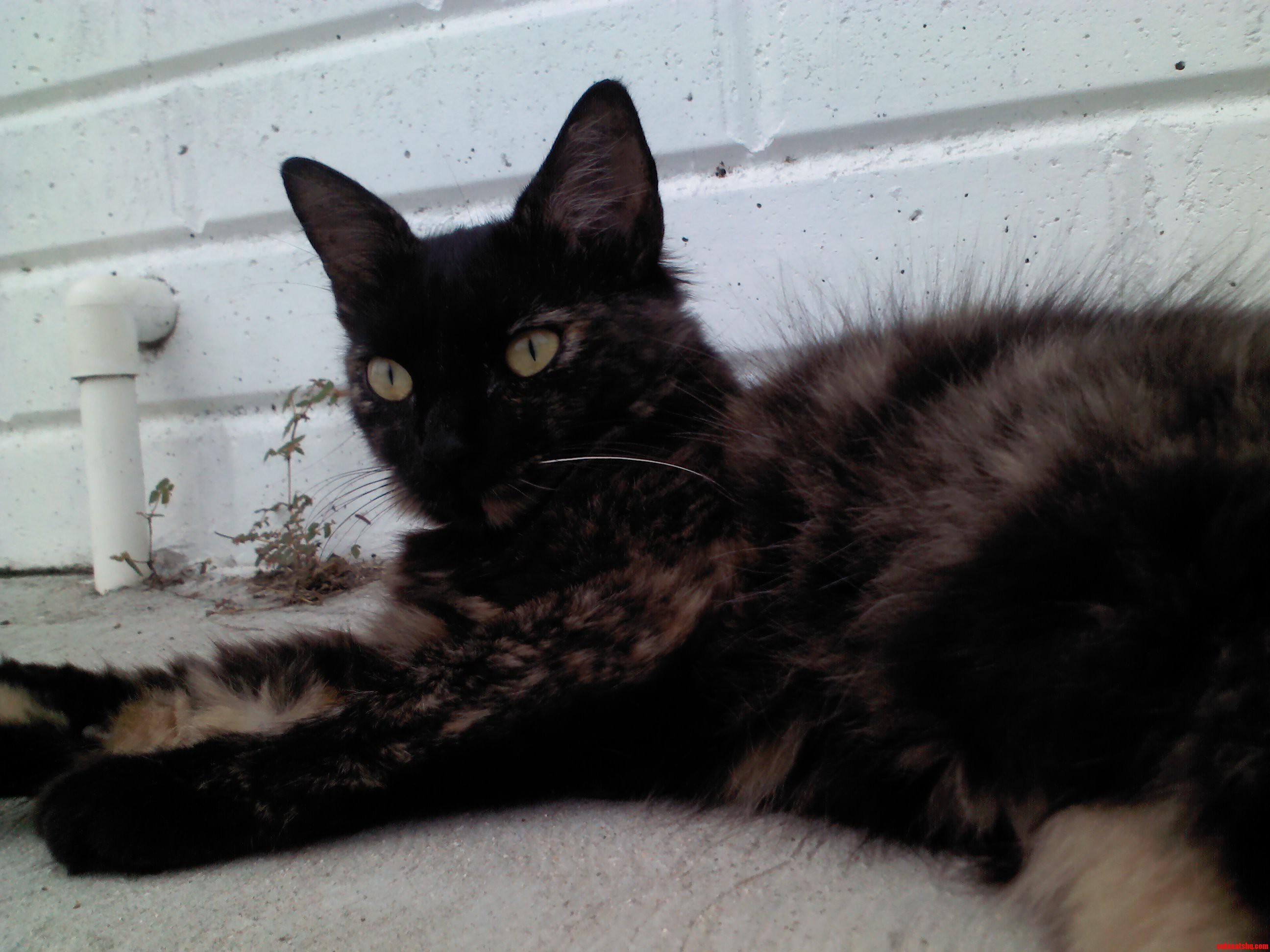 Regal As the Queen Herself.