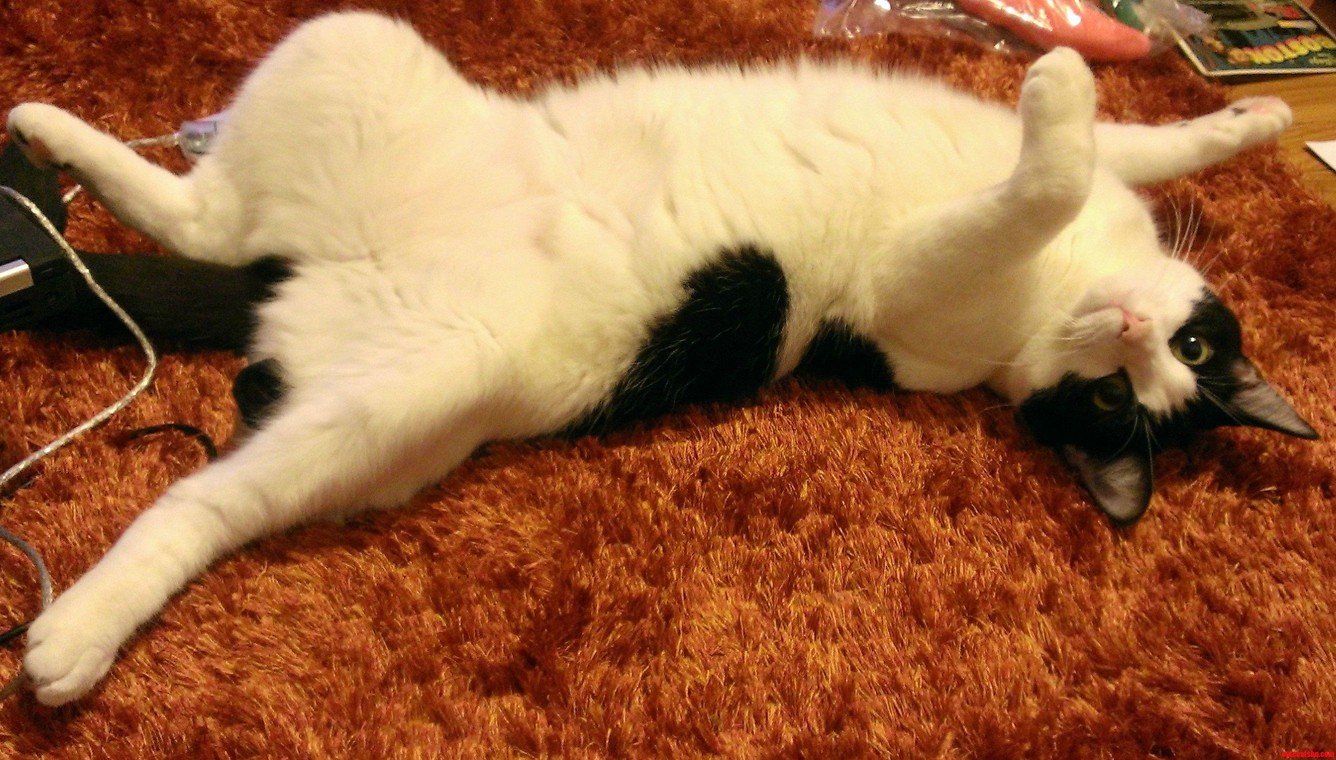 Rorschach Frequently Demands Belly Rubs.