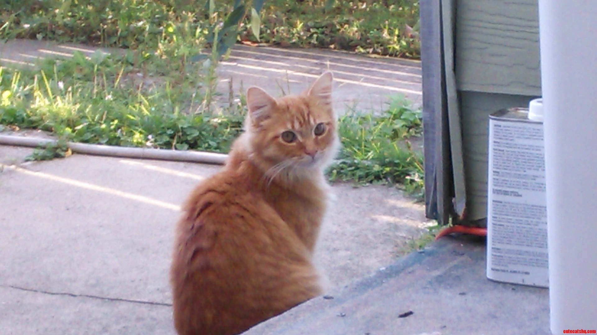 Same Kitty