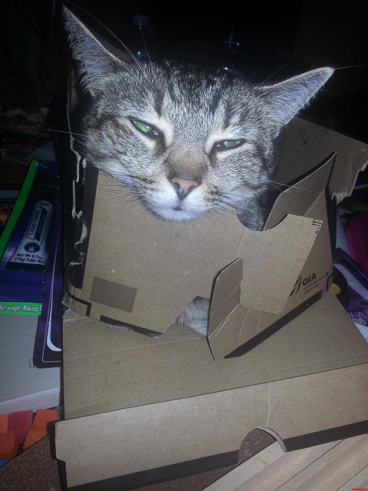 She Looked So Comfortable in Her Cat Trap and Then I Came Along and Took a Picture.