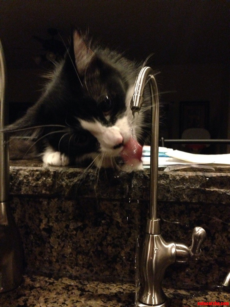 She Loves Drinking from Here