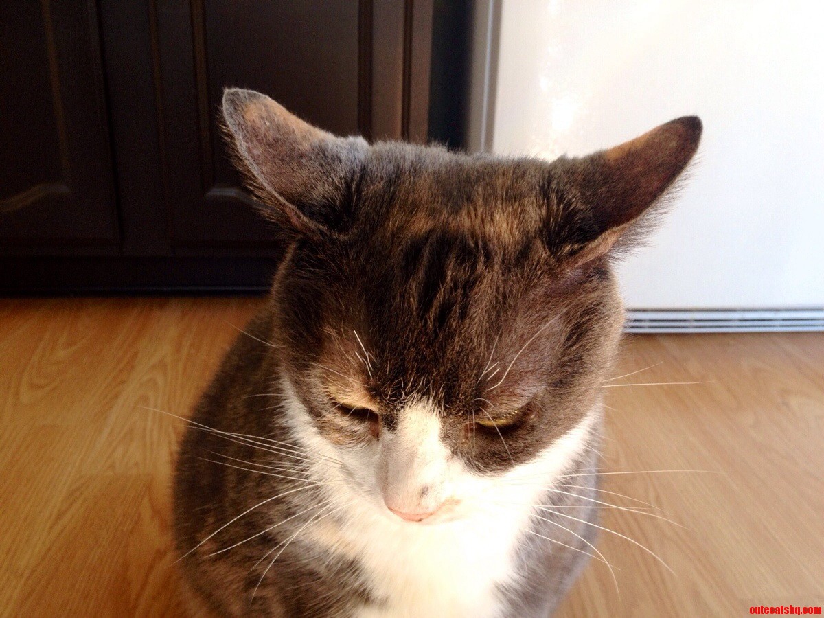 She Wouldnt Look Up When I Brought Out the Camera but This Way I Got to See Those Fuzzy Ears