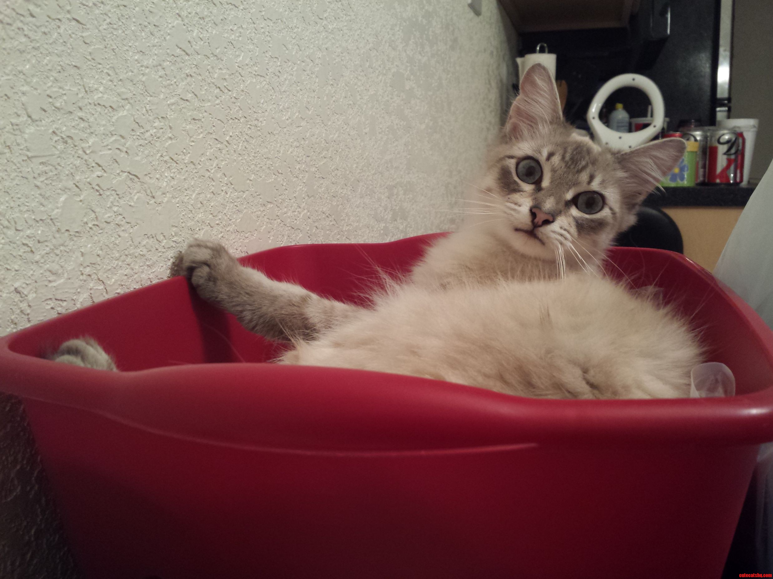 Shes Such an Asshole but Its Hard to Stay Mad When Shes This Beautiful