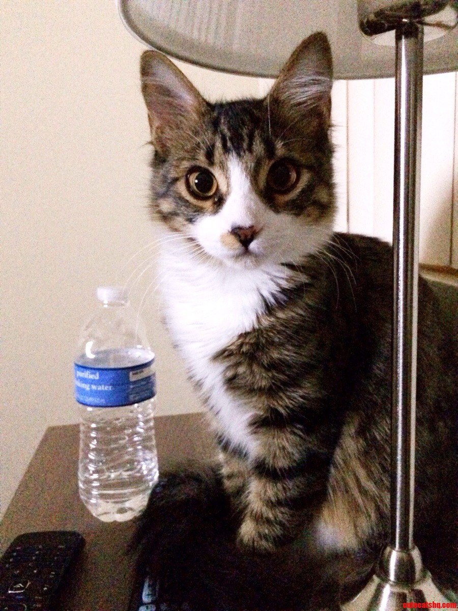 Since You Guys Liked Figgy So Much Heres My Other Cat Franklin.