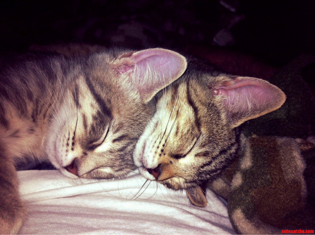 Sisters Napping