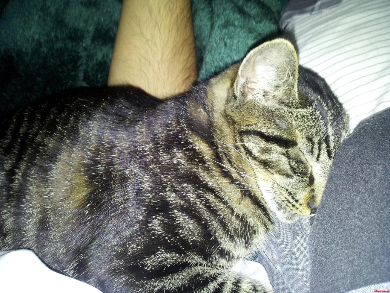 Sleepy Little Milo