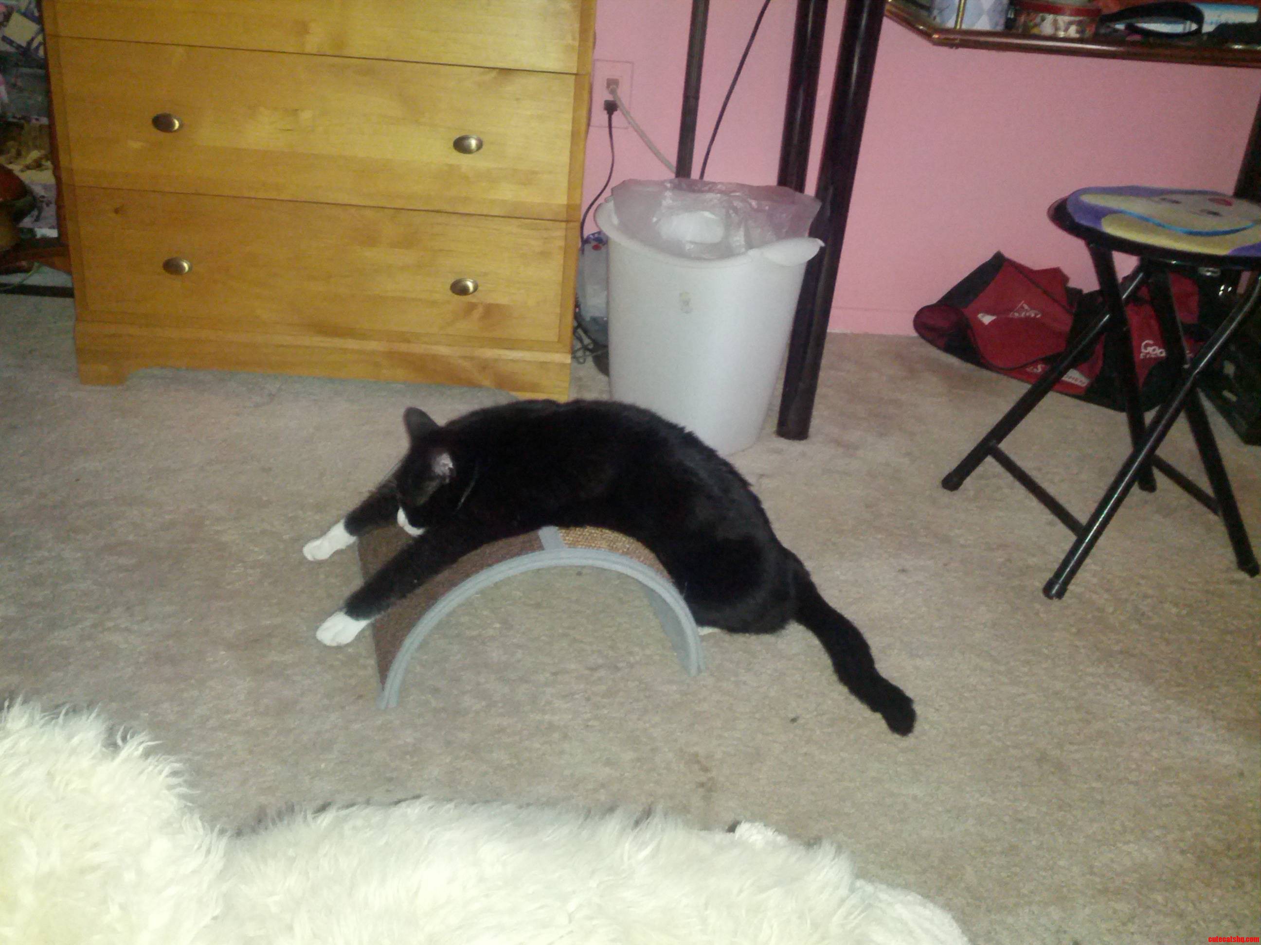 So I Bought My Cat a Scratching Post...