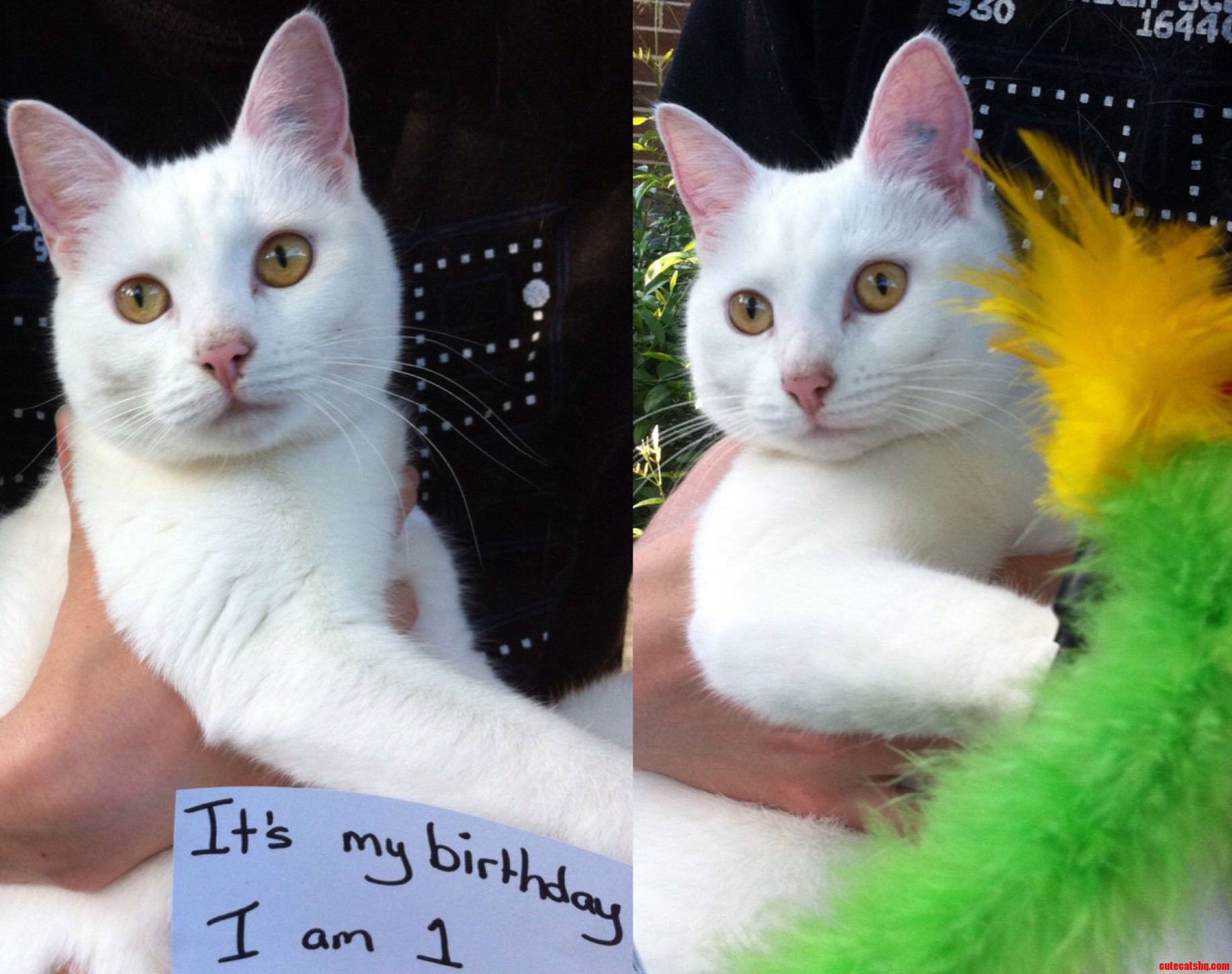 So Its My Kittens First Birthday Today