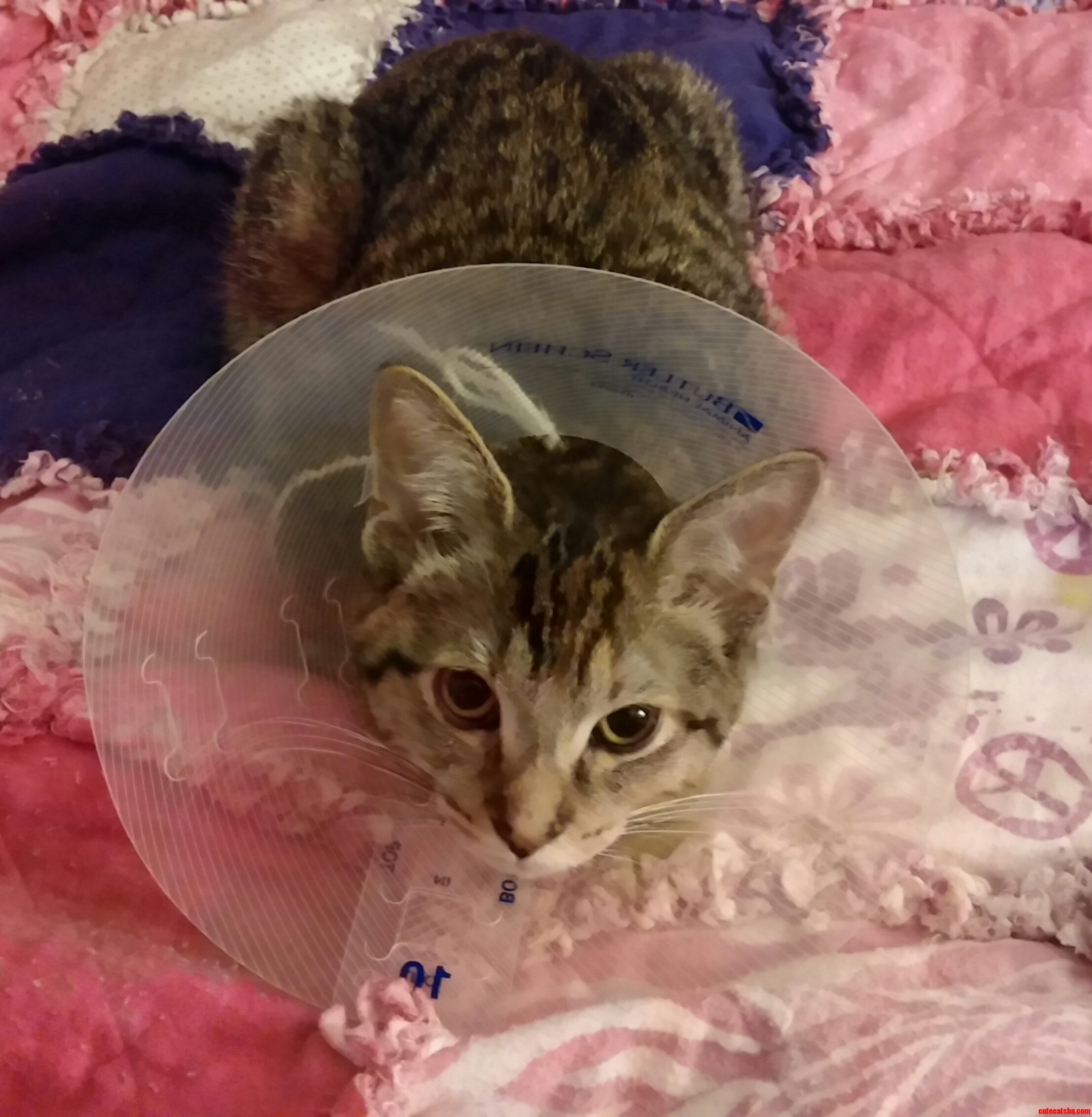 So My Kitty Got Fixed Yesterday...