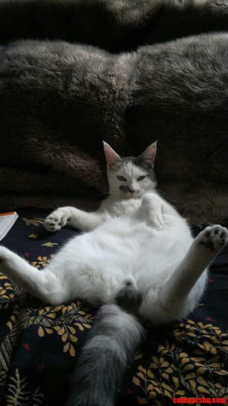 So Yeah He Likes to Sit Like This. Sorry.