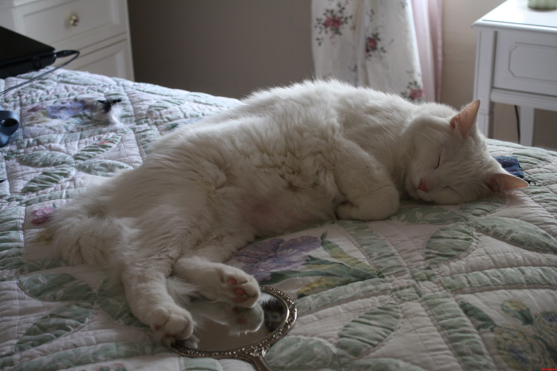 Some Days I Really Want to Trade Lives with My Cat