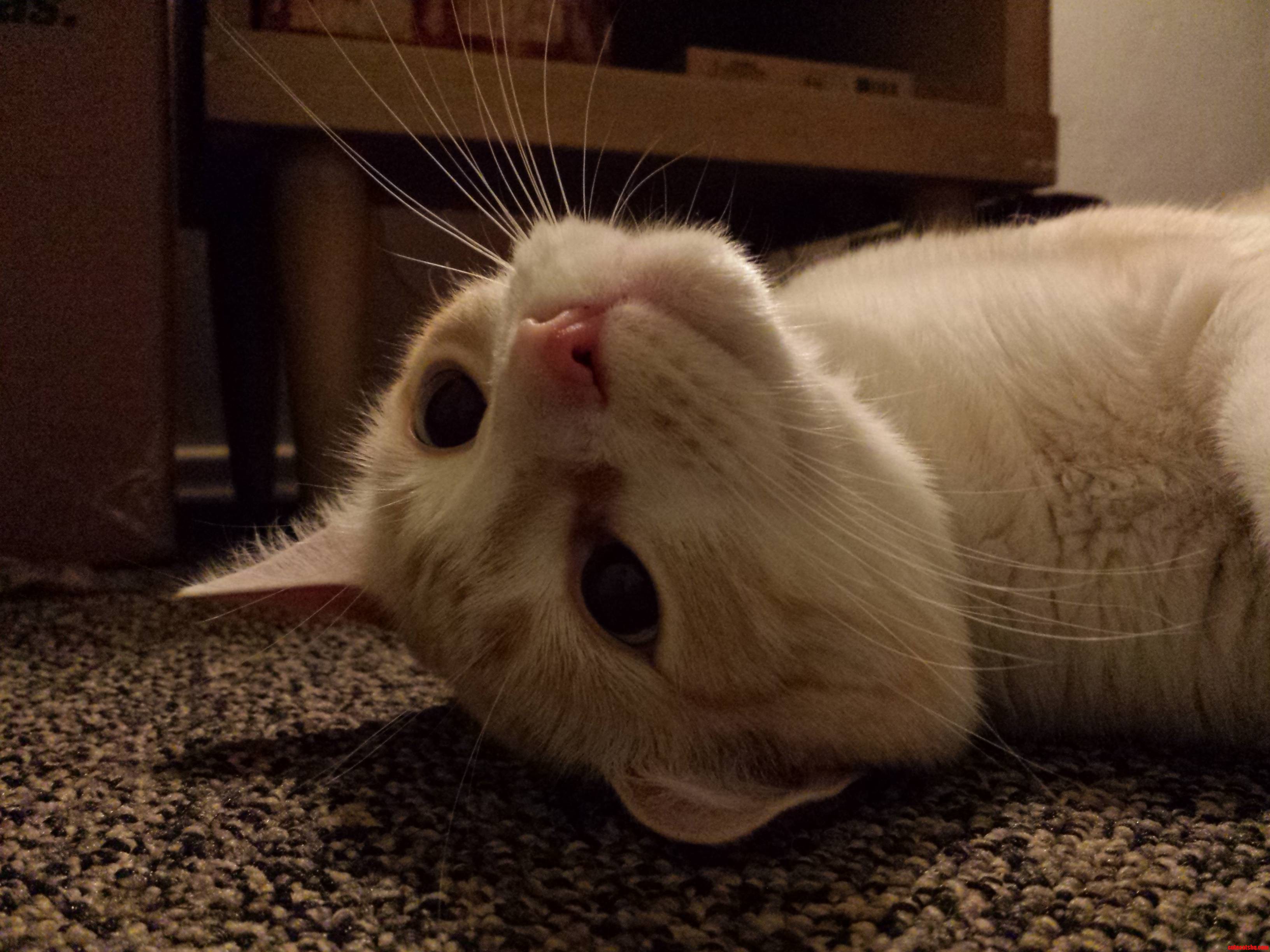 Sometimes I Borrow My Neighbors Cat Becauase Hes Adorable. Meet Hepplevector
