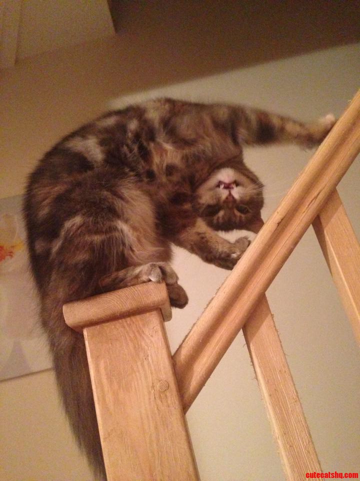 Spidercat Spidercat...